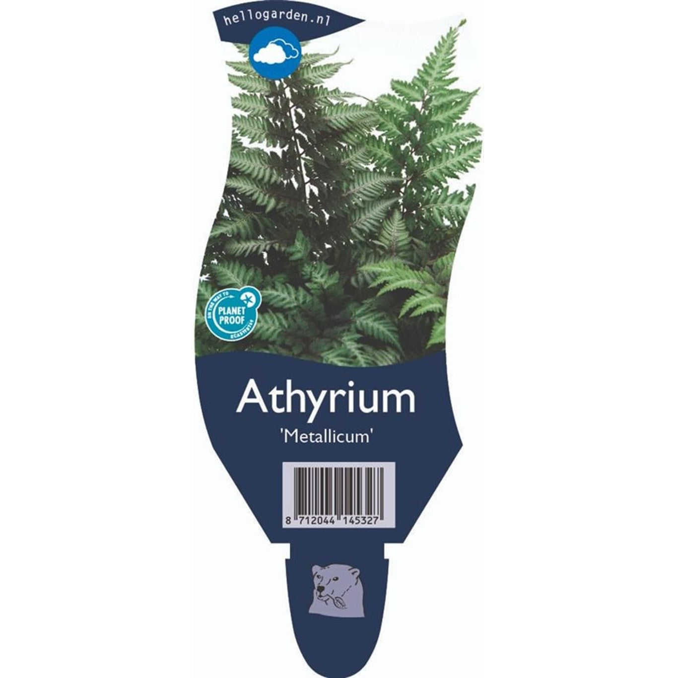 Strutbräken – Athyrium niponicum 'Metallicum' - P11